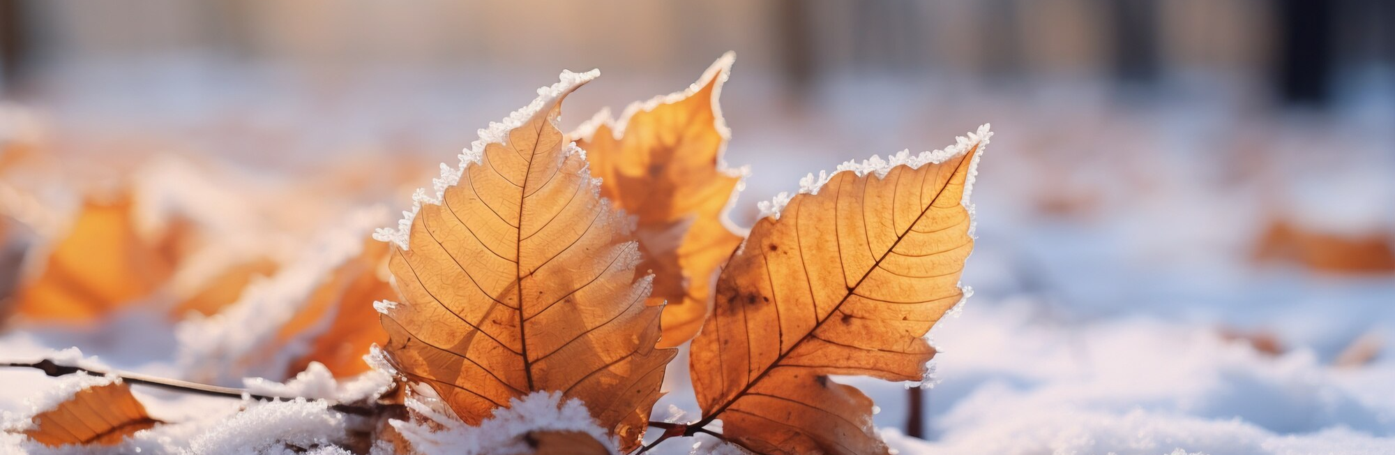 A winter landscape with scattered orange leaves covered in snow.