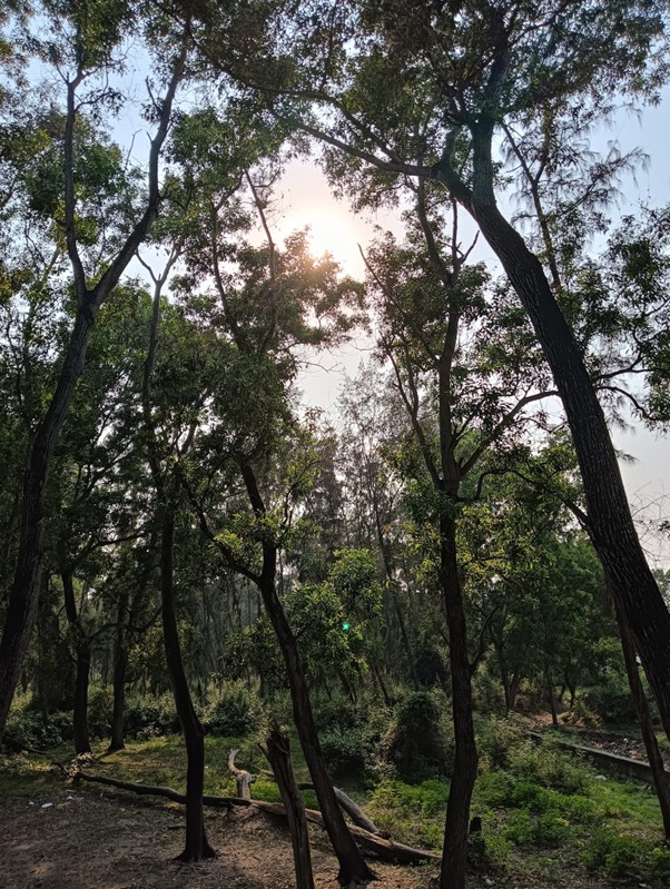 A glance skyward from the forest floor with beautiful greenery and tall trees. 