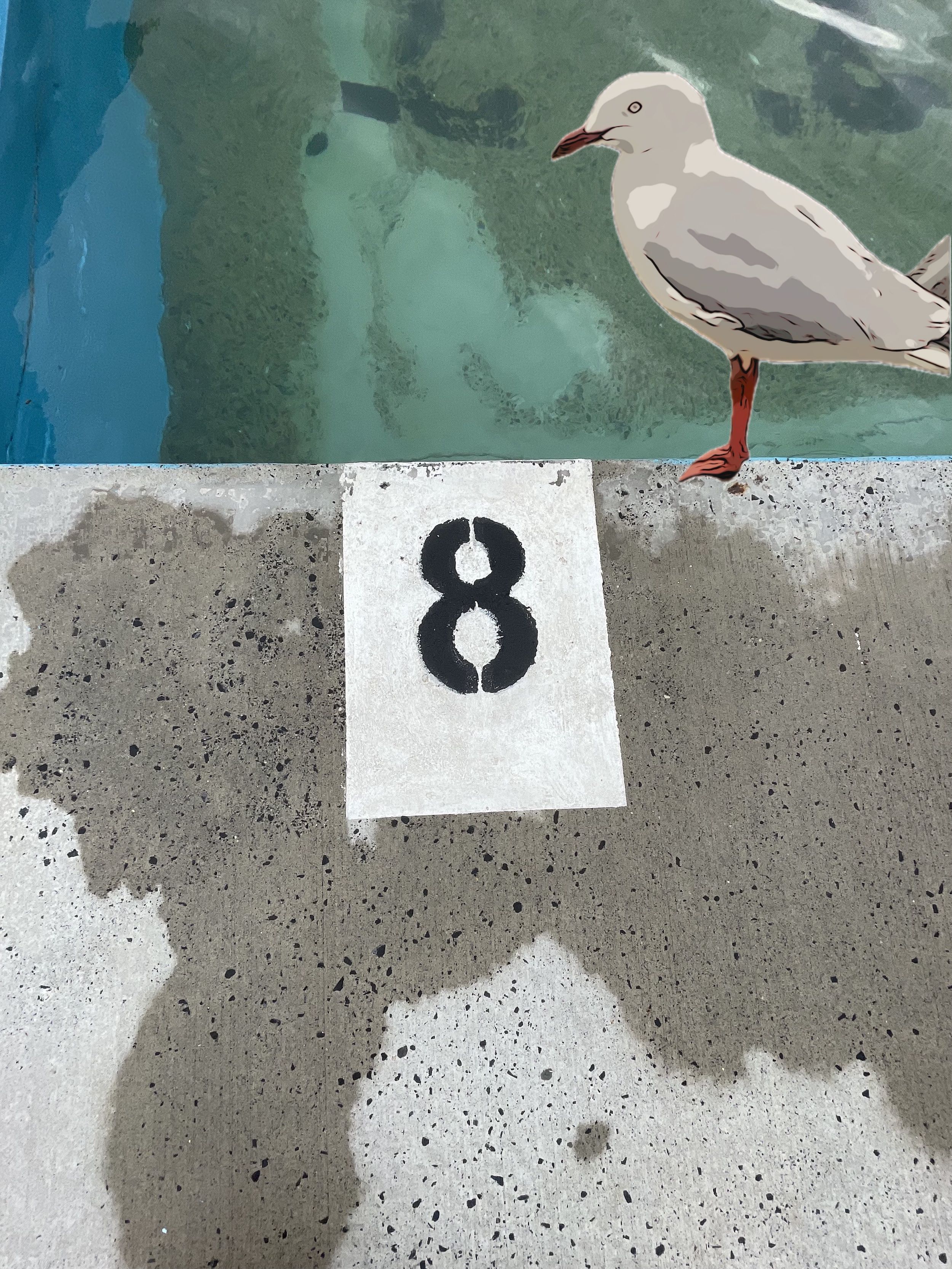 A seagull stands on cement next to the number '8'. 