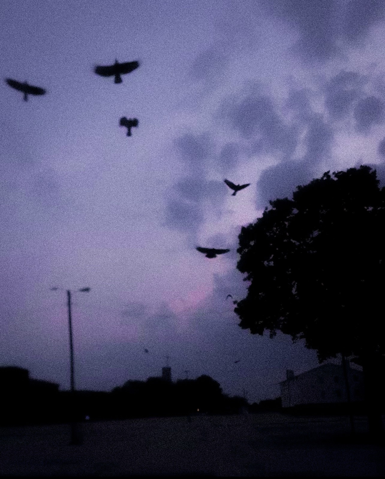 A nighttime photo with a purple-toned sky and silhouettes of birds flying. 