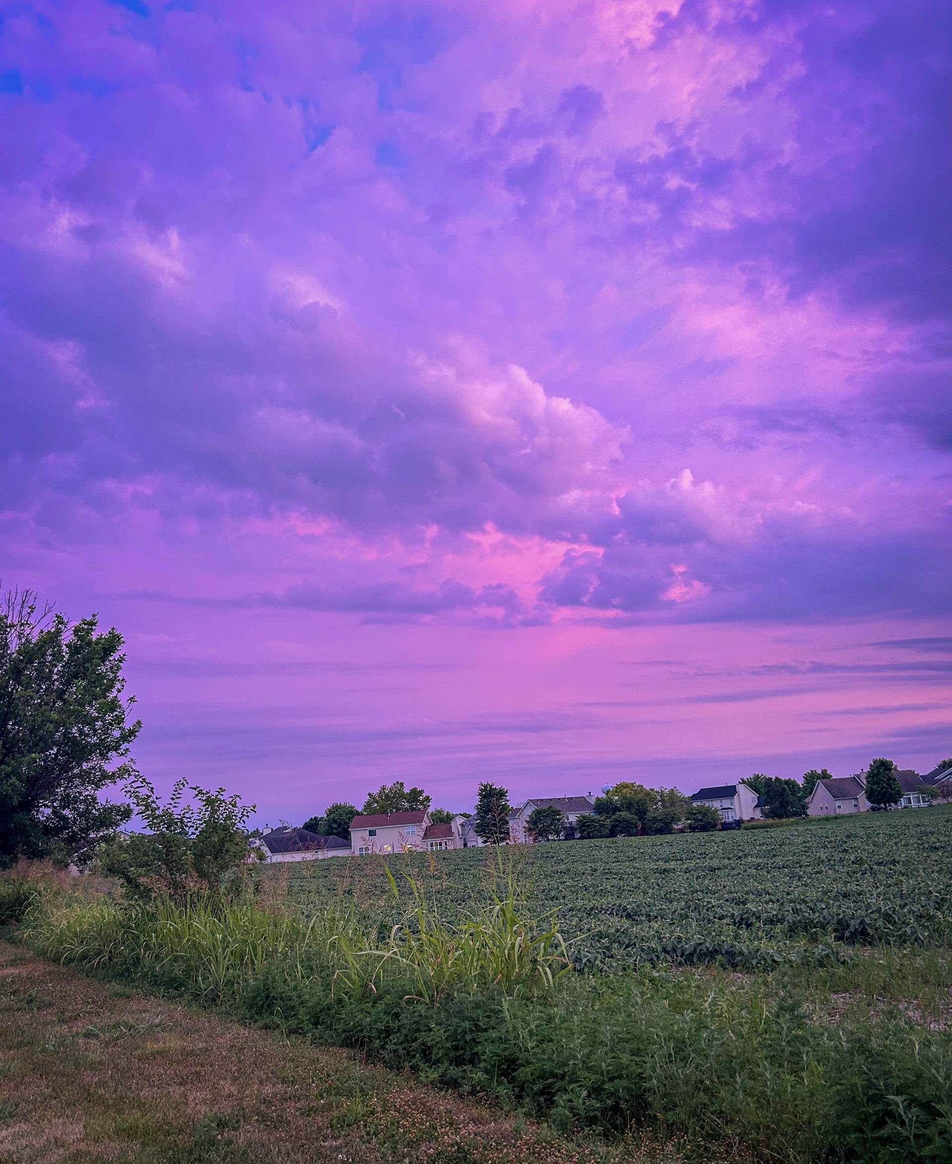 A beautiful image of a grassy field with houses in the background; the sky is cloudy, and a vibrant shade of purple. 